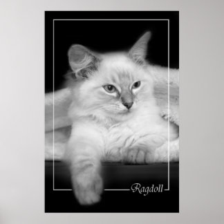 poster chaton à poupée