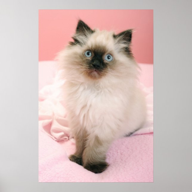 poster chaton à poupée (Devant)