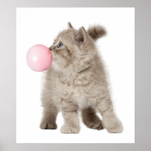 Poster Chaton adorable bulle de chewing-gum pour la nurse