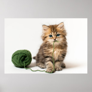 Poster Chaton avec le fil vert