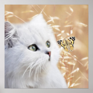 Poster Chaton blanc et papillon