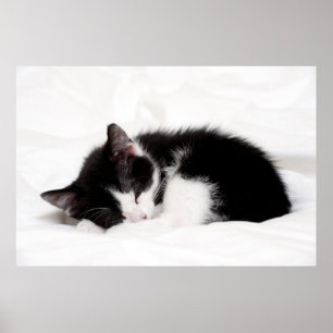 Poster Chaton couchant