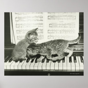 Poster Chaton deux jouant sur le clavier de piano, (B&W)