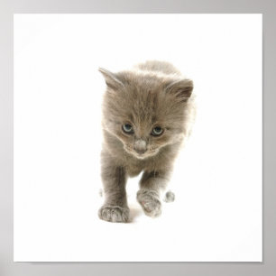 Poster chaton mignon