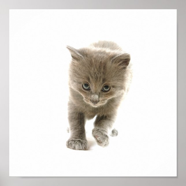Poster chaton mignon (Devant)