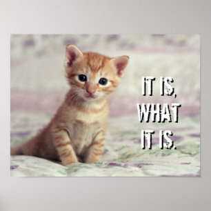 Poster Chaton minuscule de gingembre