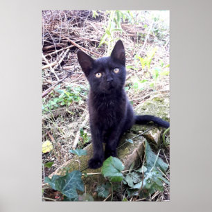 Poster Chaton noir