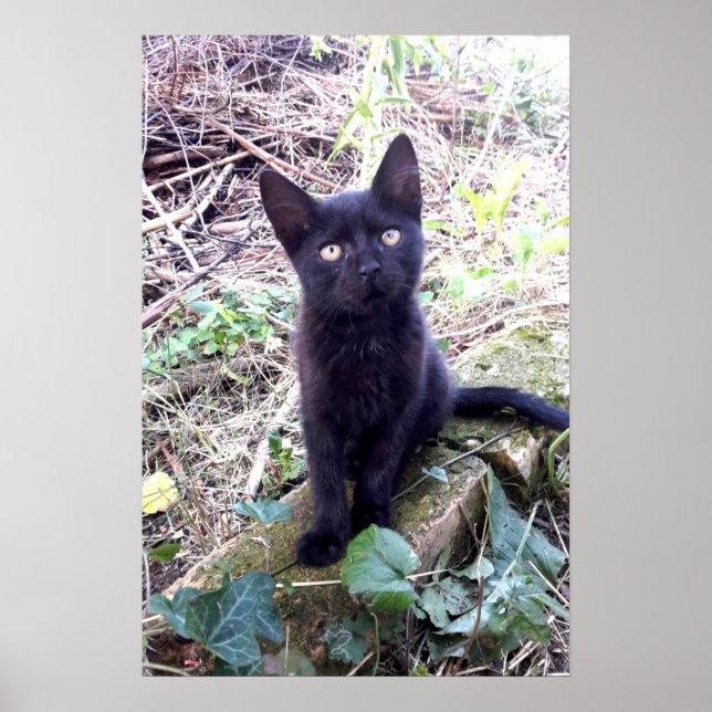 Poster Chaton noir (Devant)