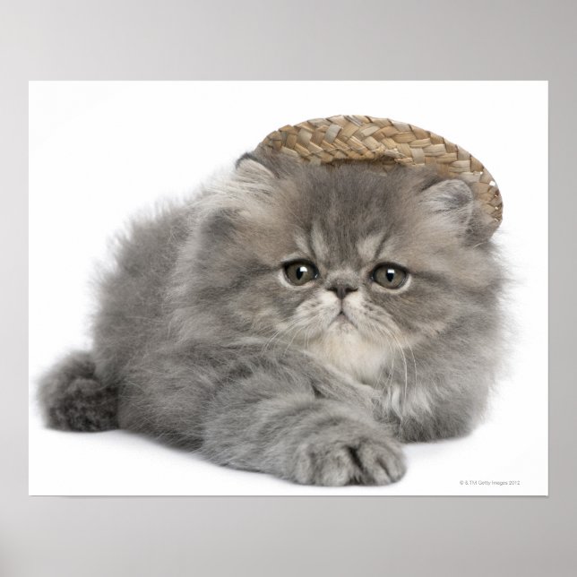 Poster Chaton perse (2 mois) en paille (Devant)
