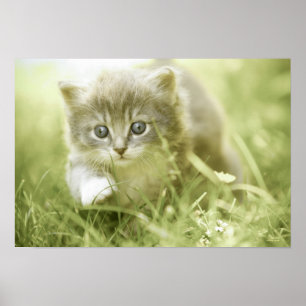 Poster Chaton prenant des mesures dans l'herbe