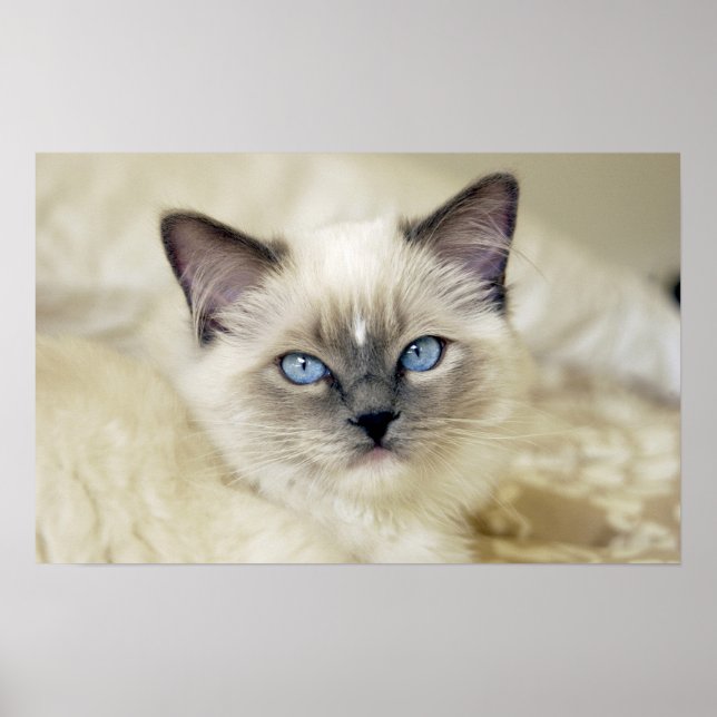 Poster Chaton Ragdoll (Devant)