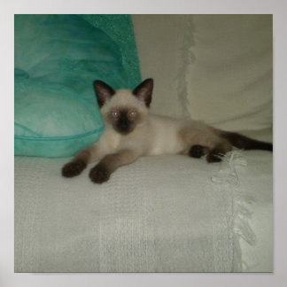 Poster chaton siamois