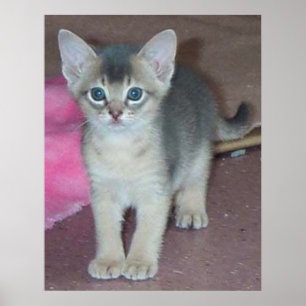 Poster Chaton Six Semaines
