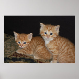 Poster Chatons