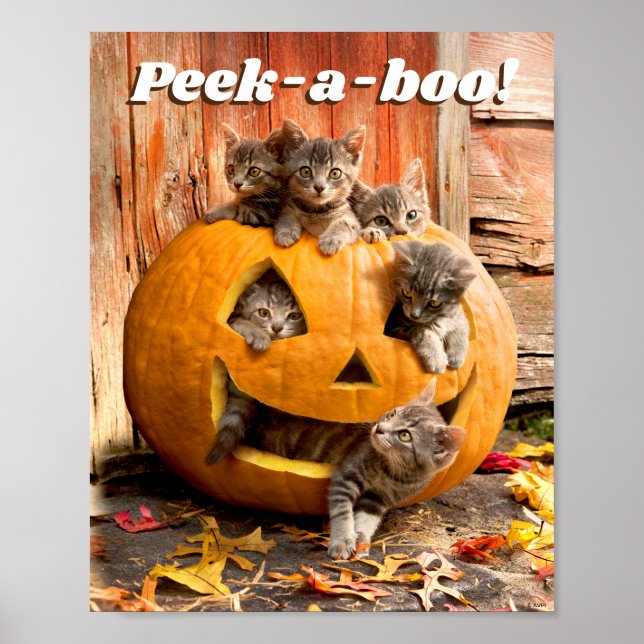 Poster Chatons à Jack-o-Lantern (Devant)