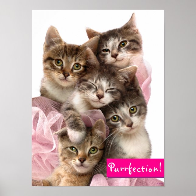 Poster Chatons à Tutus (Devant)