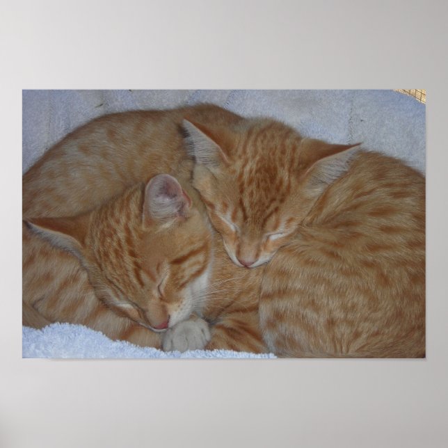 Poster Chatons détendus et endormis (Devant)