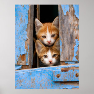 Poster Chatons mignons de chat dans une photo vintage
