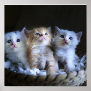 Poster Chatons, Papier d'affiche de valeur (Matte)