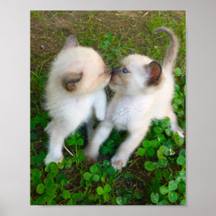 Poster chatons qui s'embrassent