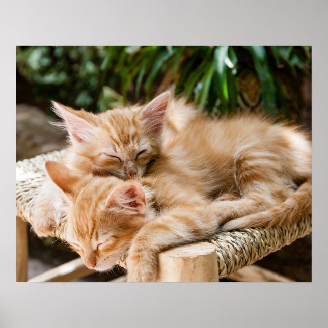 Poster Chats (Devant)