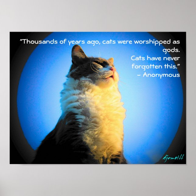 Poster Chats adorés comme dieux - avec citation anonyme (Devant)