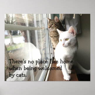 Poster Chats assis près de la fenêtre