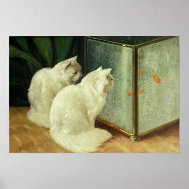Poster Chats blancs observant le poisson rouge (Devant)
