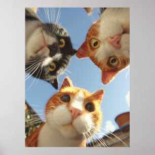 Poster Chats curieux regardant vers le bas