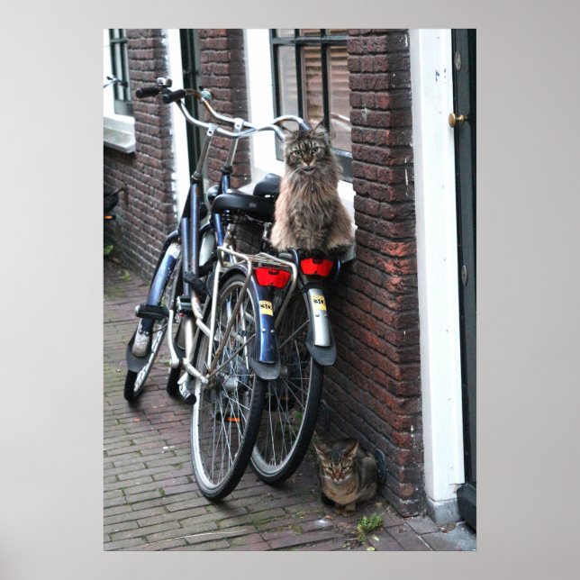 Poster Chats d'Amsterdam à vélo Photo (Devant)