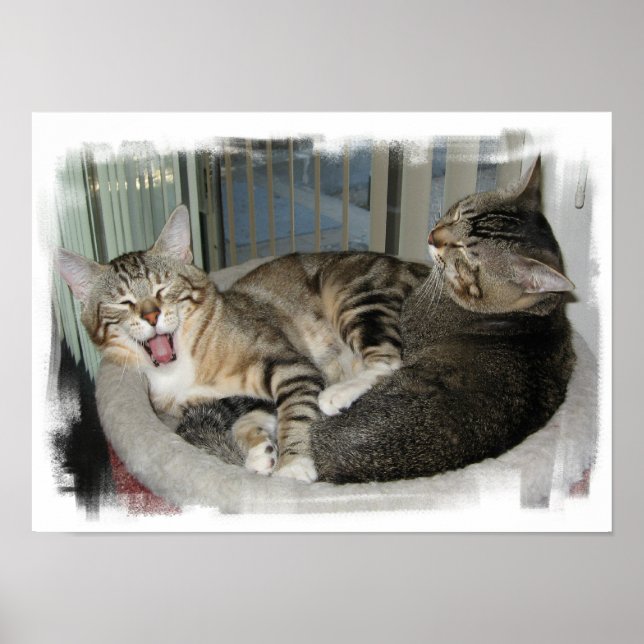Poster Chats endormis (Devant)
