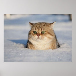 Poster chats_et_neige7