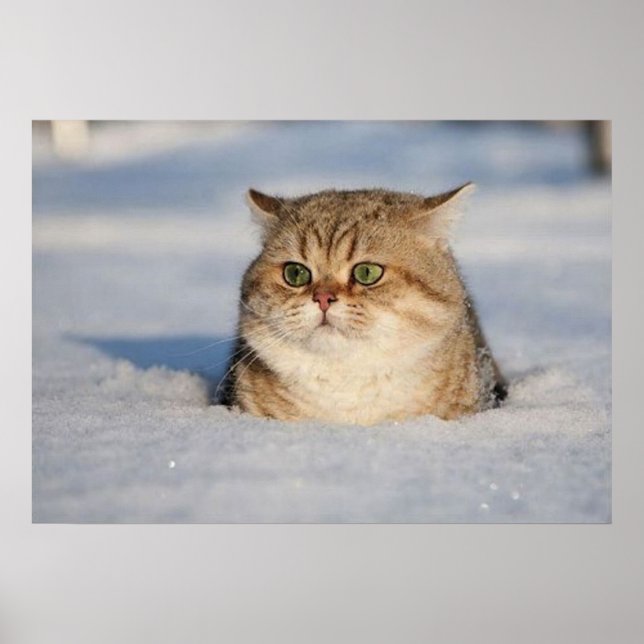 Poster chats_et_neige7 (Devant)