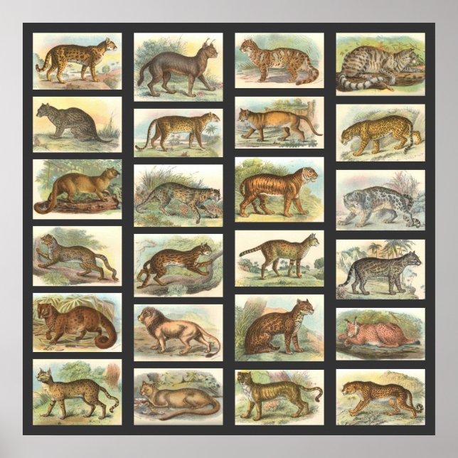 Poster Chats sauvages (Devant)