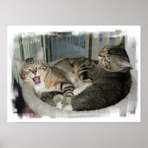 Poster Chats somnolents