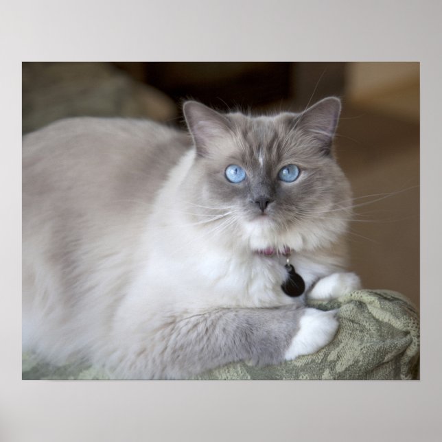 Poster Chatte Ragdoll (Devant)