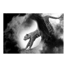 chatte sauvage cheetah sur l'affiche de chasse