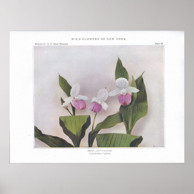 Poster Chaussure à lèvres - Cypripedium reginae (Devant)