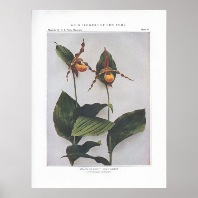 Poster Chaussure-dame jaune ou dot (Devant)