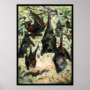 Poster Chauve-souris volante vintage chauve-souris noire