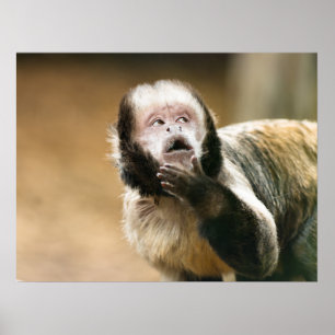 Poster Cheeky mignon petit singe capucin touffu