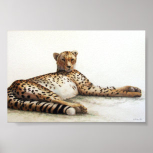 Poster Cheetah