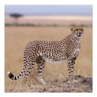 Cheetah