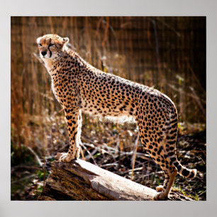 Poster Cheetah