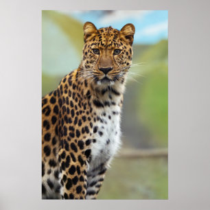 Poster Cheetah