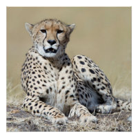 Cheetah