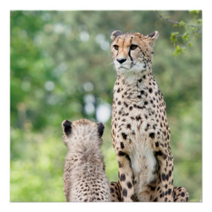 Poster Cheetah 004