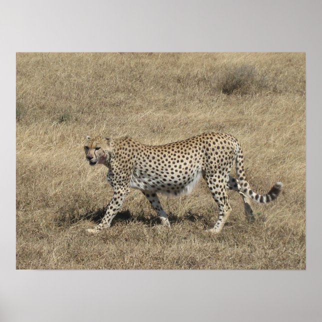 Poster Cheetah 20x15" (Devant)