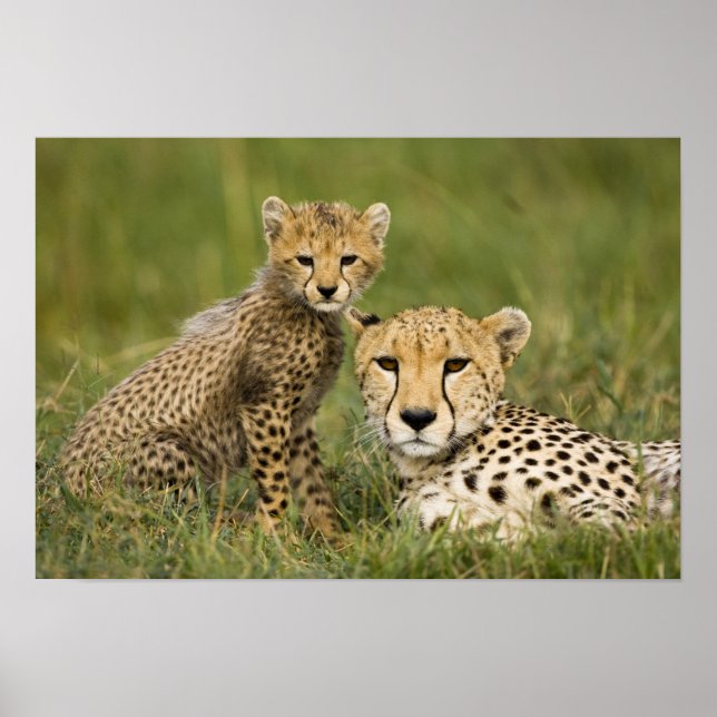 Poster Cheetah, Acinonyx jubatus, avec Cub (Devant)