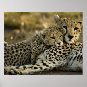 Poster Cheetah, Acinonyx jubatus, avec petit dans le Masa
